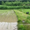 自給園の田植え（機械）、無事終了！