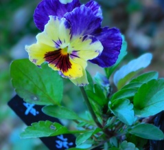 魅力的なビオラ続々