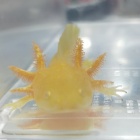 『両棲類入荷情報！！』の画像