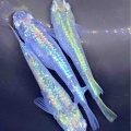 🐟金魚•メダカ入舎情報‼️