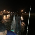 またまた博多湾太刀魚に行ってきました