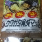 蛍のテラリウム、カブトクワガタ飼育