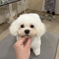 トリミングブログ