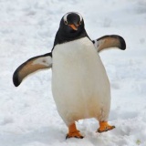 ペンギンかわいい 【朝から癒されるペンギン画像スレ】