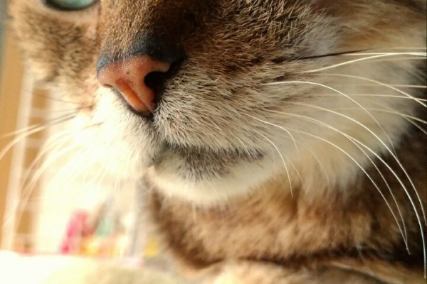 CAT FLAP blog - 甲状腺機能亢進症