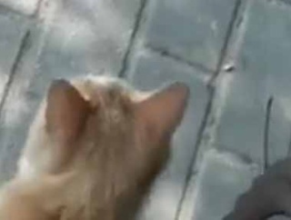 自転車で走っていたら「当たり屋」が現れた。困ったなぁ → これでは警察も呼べません…