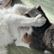 2歳と13歳の猫のじゃれ合いと雪に残された足跡