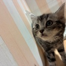 ねこちゃんのご紹介