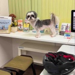 ふー と 菜種 の夢日記