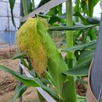 減農薬野菜、果物、お花、こだわりのうつわのお店　- 花うつわ大地（花咲農園） -