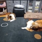 ボルゾイな生活