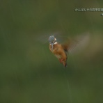 かんばんやの四季彩翡翠