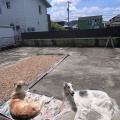 久しぶりの父ちゃん。