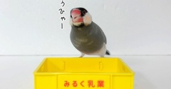 おやつの時間