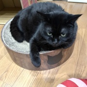 アヤちゃんの短いしっぽ