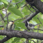 治水緑地の野鳥日記