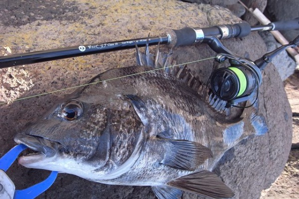 SAKURA LURE DIVISION 釣行記 - C3+ W.o.r.C 9'7