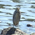 2026年7月10日の野鳥公園