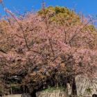 『2024/3/22 上野で花見』の画像