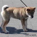 令和八年春季関東連合展【中型】