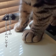 ごまちゃん、やってくれました。と、火星の波石つくりました。