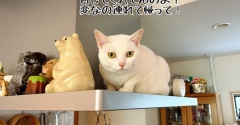 栄華、栄冠のお届けでした♪