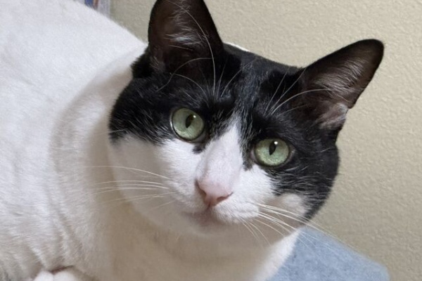 ねこ 猫 ネコ好きは とまらニャィッ♪