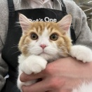 ミヌエットくん