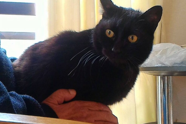 石に立つ矢 黒猫姉妹