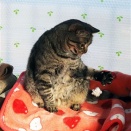 テイッシュがお腹の所に戻って来たニャ