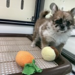 ペットショップワンラブ イオン石狩緑苑台店のスタッフブログ～在籍の子犬子猫やトリミングの情報を公開！新入荷商品の情報も要チェックですよ(^^♪