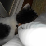 おっちゃんの気まぐれサラダ。