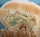 海水浴場に“謎の生物”正体は？　ホイミスライムあらわれた!?