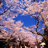 『2026.4『がいせん桜🌸 歩いてみたよ❻』岡山県真庭郡新庄村』の画像