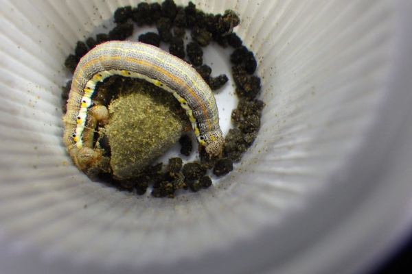 Gasyunの虫メモ フチグロトゲエダシャク