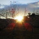 251229月曜日　夕方F、S16EW.N17Eシナノスイート剪定