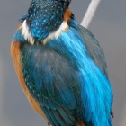 『BORG72FLによる高解像度カワセミ④　2020/02/23』の画像