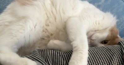床に座れば必ずそばに来てくれる愛らしい猫