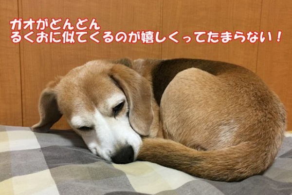 ガオだらけな日々 その他
