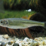 バイオリン（Fiddle)も鳥見も楽しいやん