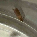 ノシメマダラメイガ（2026/01/24）