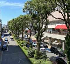 江ノ電の藤沢駅付近にはなぜ道路上に中途半端な緑地帯があるのか