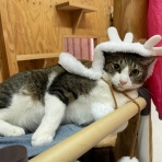 家をさがすのじゃ～～～～