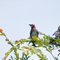 2026年7月8日の野鳥公園