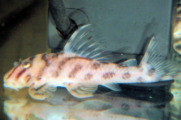 新 南米黄金街道 16年06月