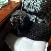 セラピー犬が来ました