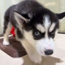 東郷店　トリミングブログ