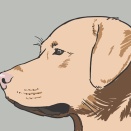 「迷い犬を飼ってる」と言ったら同級生に「えーｗ雑種とか捨て犬とかマジムリｗｗ」って言われてムカついた。しかし同級生の飼う犬の写真を見せてもらうと…