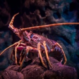 『	 命の大切さと五観の偈：ロブスター・エビ編　』の画像