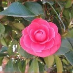 ときめき老テニス